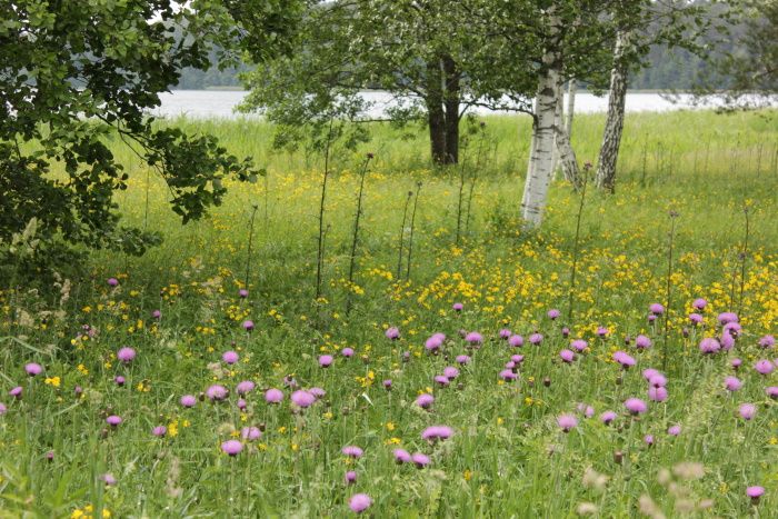 Ähijärve niit
