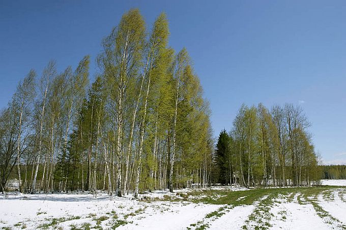 Lõotalv