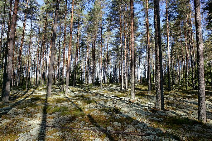 Nõmmemännik. Otepää kõrgustik
