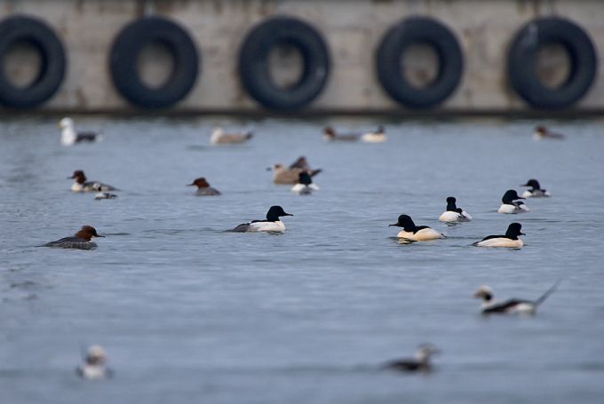 Jääkosklad. Dirhami Sadam