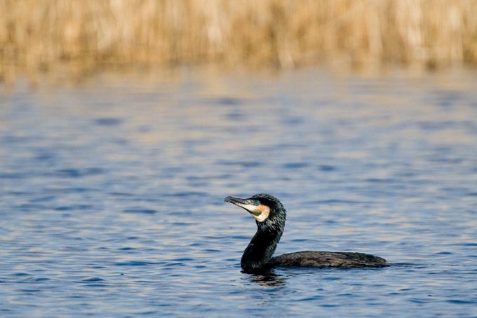 Kormoran