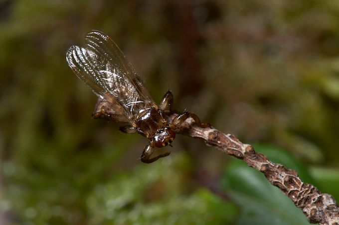 Juba tiibadeta põdrakärbes 
