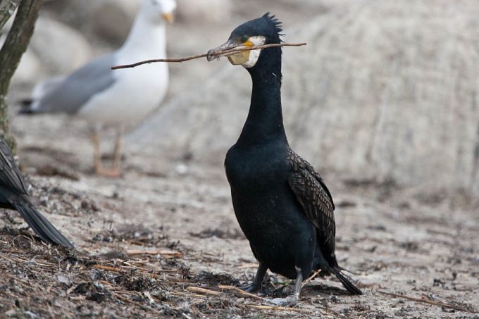 Kormoran