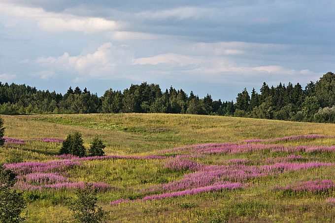 Põdrakanepimaastik. Otepää kõrgustik