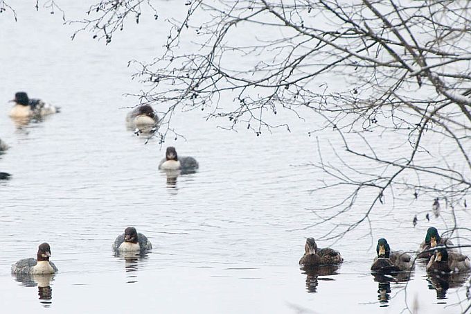 Jääkosklad ja sinikael-pardid. Mõrtsuka järv