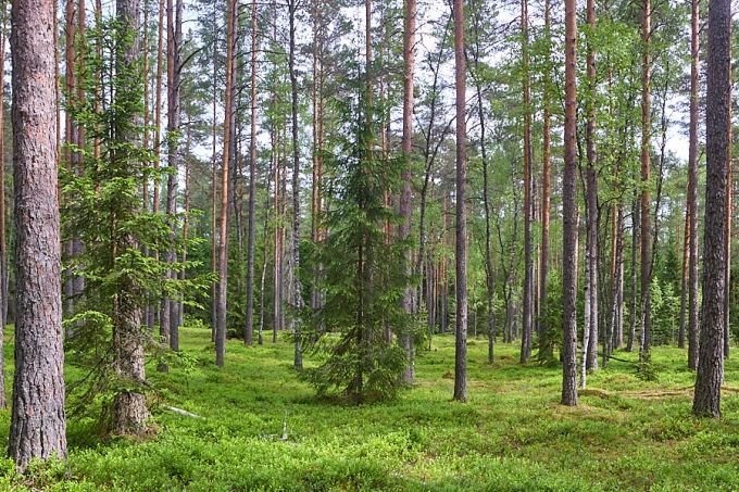 Palumännik
