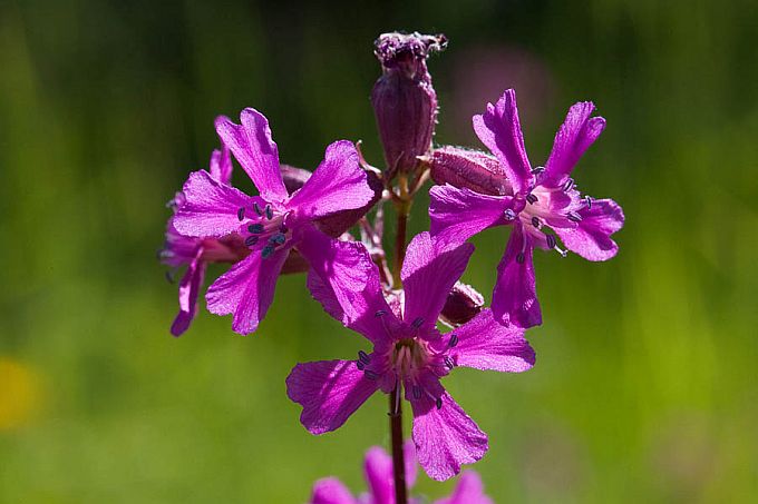 Tõrvalill