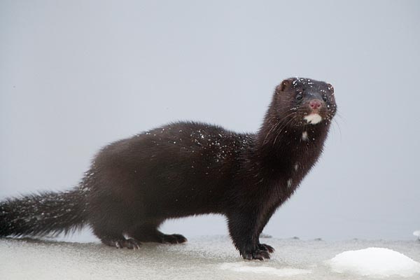 Mink