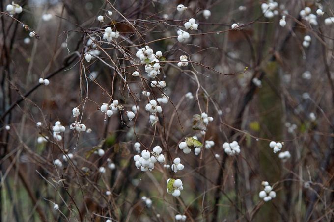 Lumimarja põõsas novembrikuul