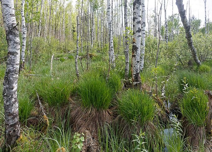 Madalsookaasik