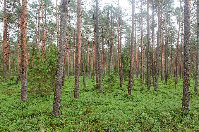 Siirdesoomännik. Rubina