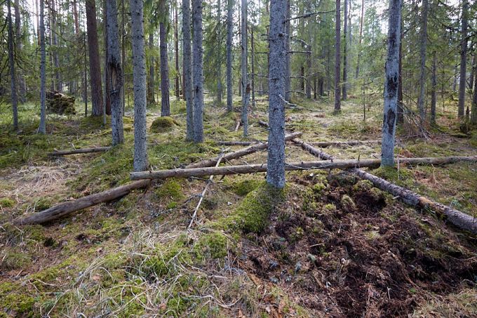 Metssigade tuhnimisjäljed