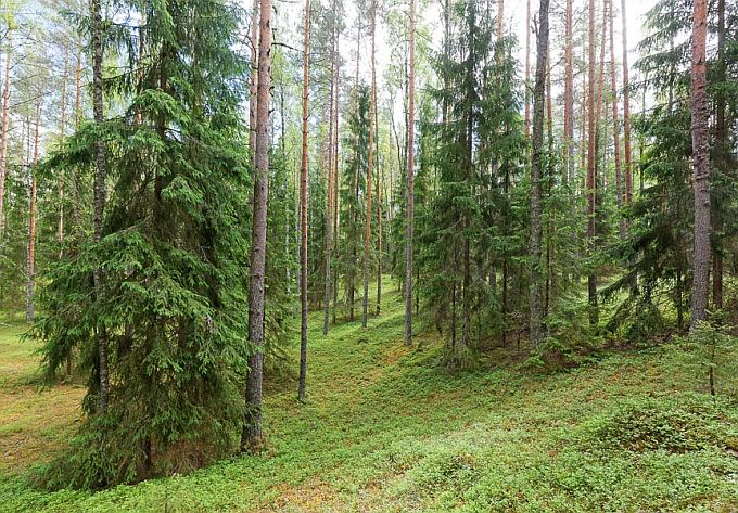 Palumännik. Kaiu mõhnastik