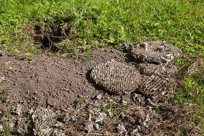 Herilaseviu poolt välja kaevatud herilaskärjed