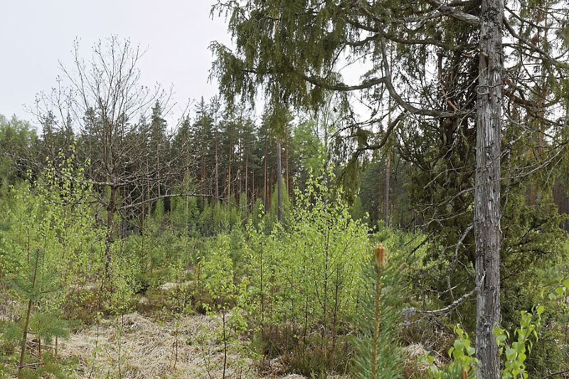 Vanemal riigimetsa raielangilt leidsin siiski jäljed, et aastakümme või veidi enam tagasi on nii tehtud - säästetud on kadakaid ja tammepuid (palumännik)