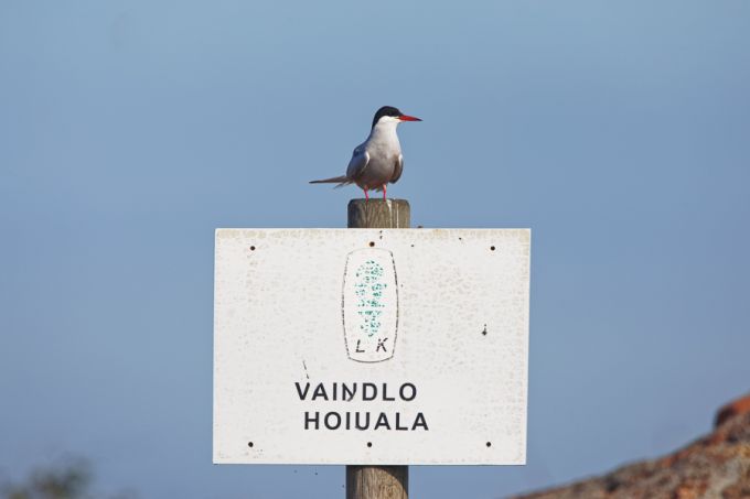 Hoiuala valvur