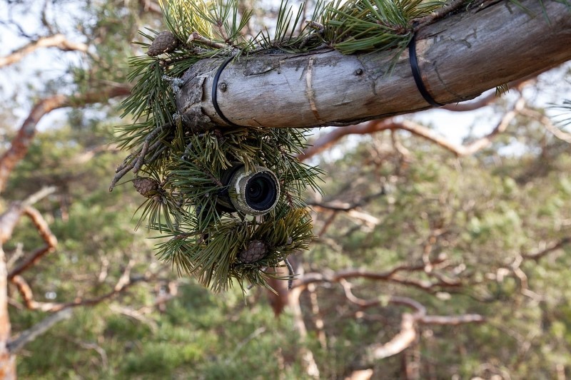 Golden Eagle Camera