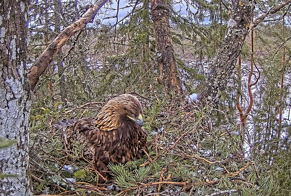 Eagle camera