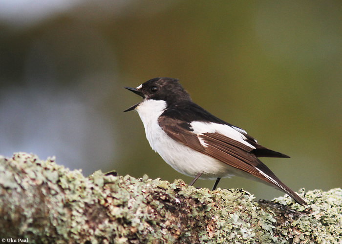 Must-kärbsenäpp, isaslind / foto: Uku Paal