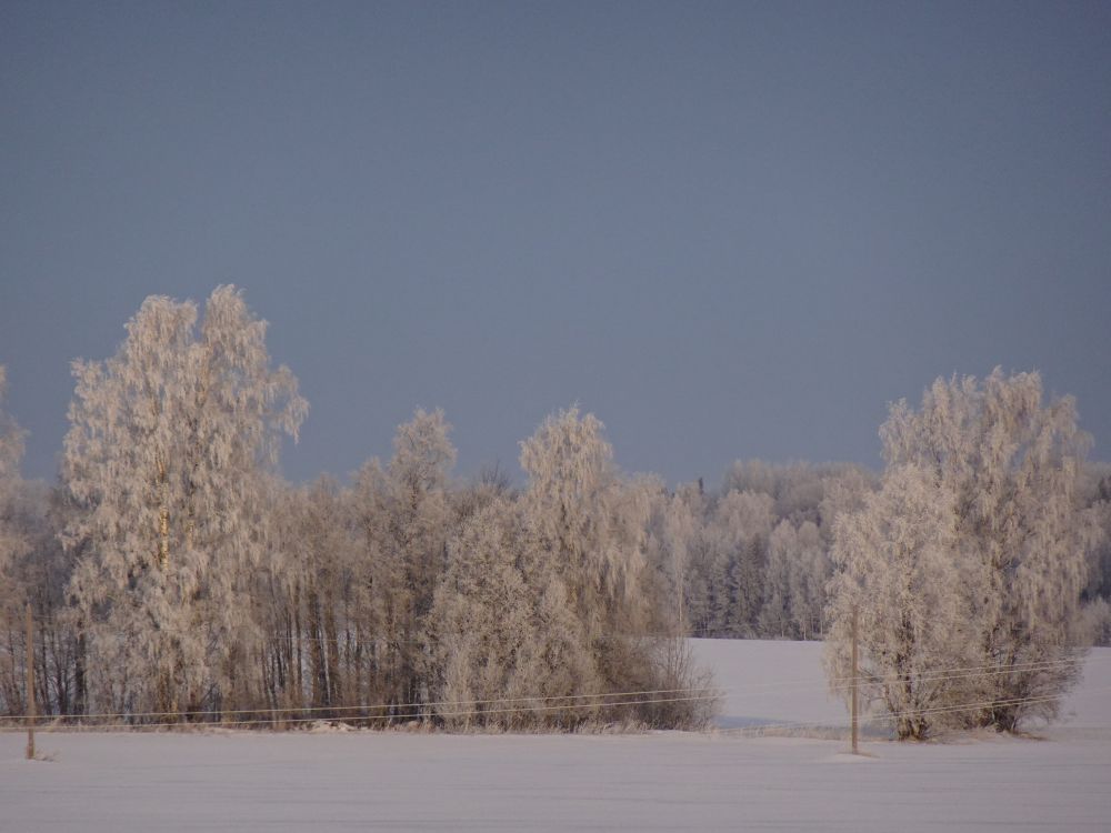 Härmas puud kolmapäeval