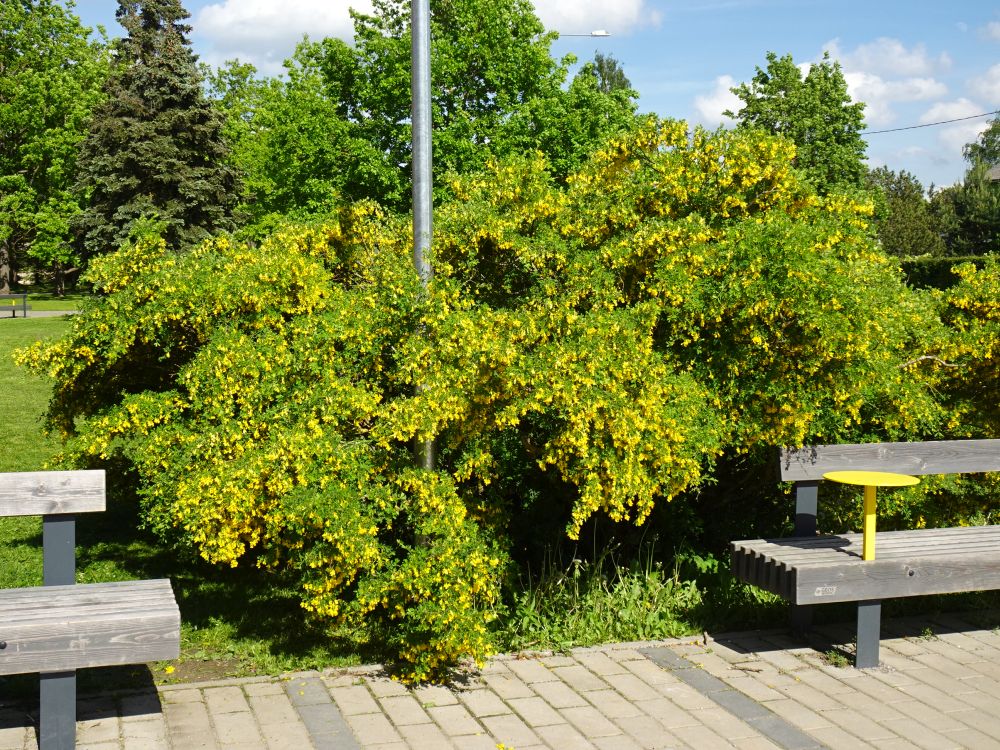 Õites väike läätspuu