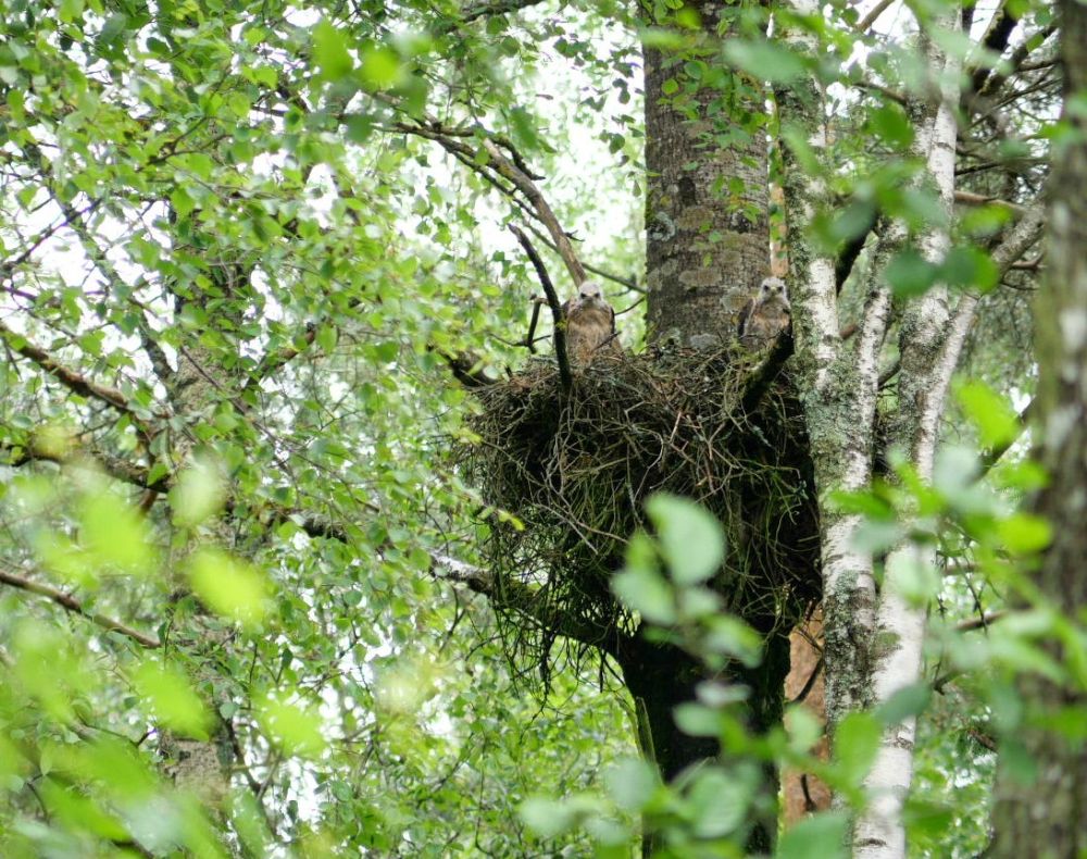 Video salvestamise aegu ei märganud viupojad jälgijat, aga pesapuu juurest lahkudes jälgisid metsas liikujat valvsad silmapaarid