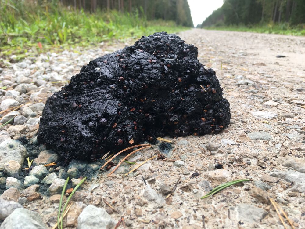 Sellist pilti võib näha metsateedel, kui selline jääb pruunkaru liikumise rajale. Juba puitunud rohttaimedest nuuma ajal ei hoolita sest metsades on piisavalt toitvaid marju ( nagu Ahto piltidelt näha). Kusjuures osa marjadest jäävad terveteks ka peale looma soolestiku läbimist. Mustikate, pohlade ja jõhvikate kõrval söövad karud ka pihlakamarju ja ka tammetõrusid.