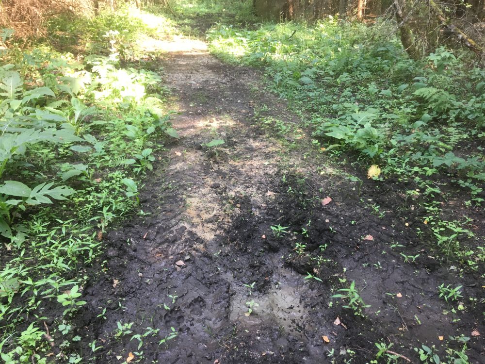 Hundi jäljerida metsateel