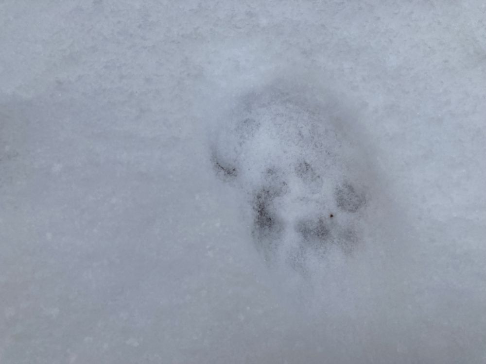 Ilvese jälg on koera ja hundi jäljest ümaram