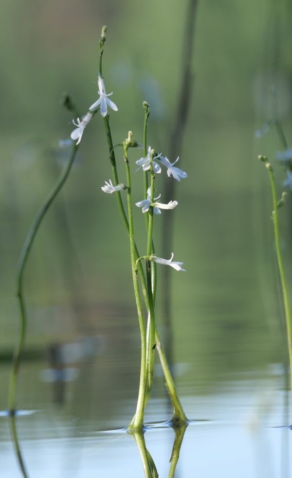 Vesilobeelia