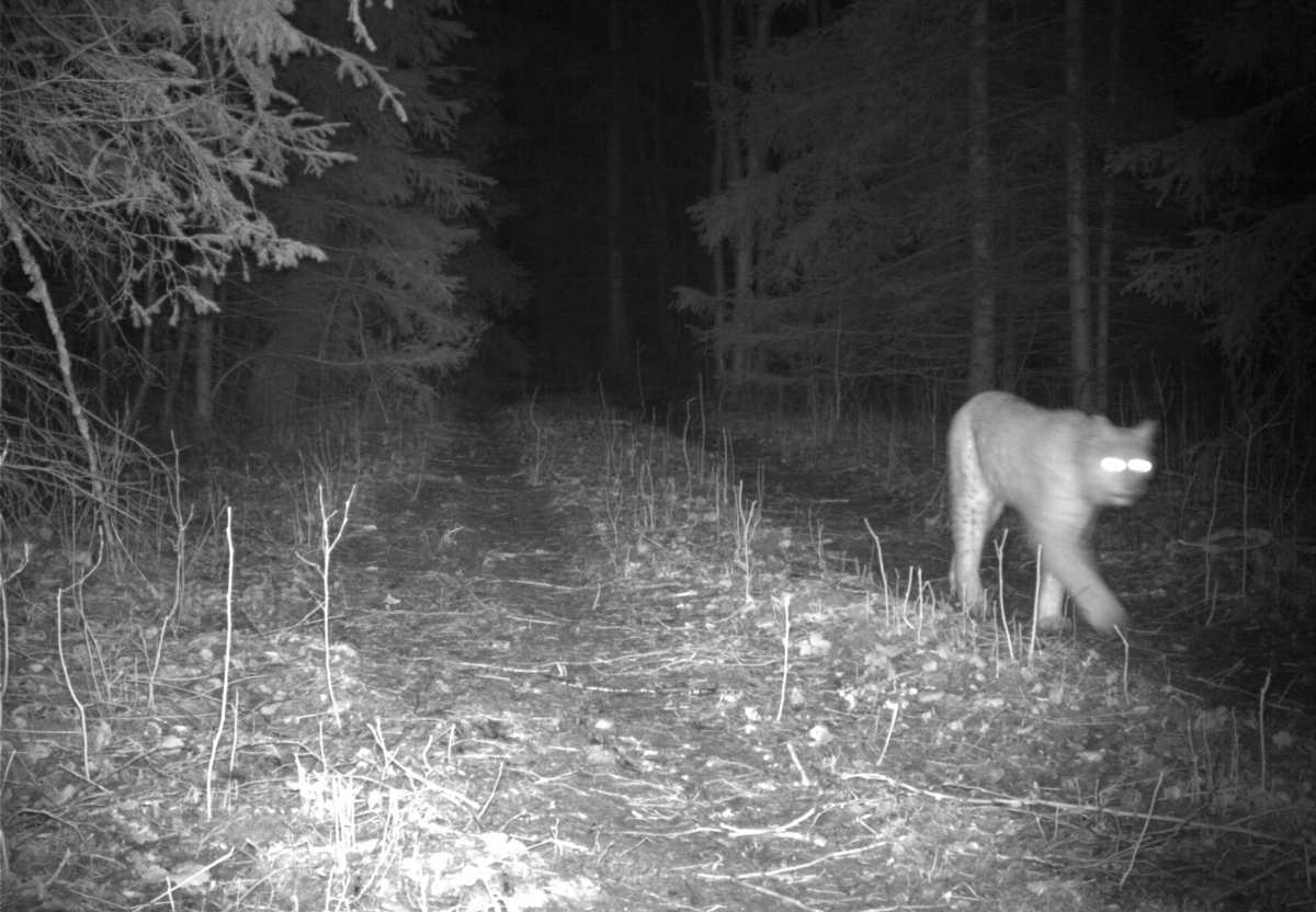 Ilves