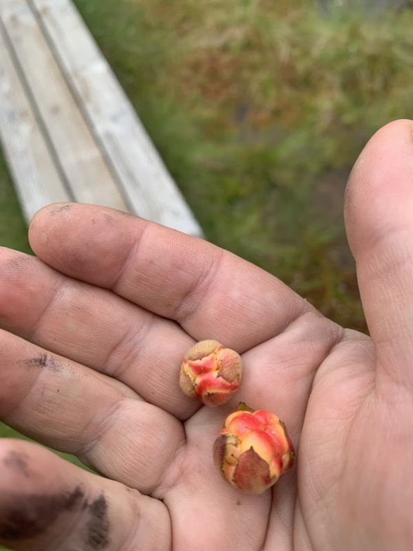 Rabamurakad hakkavad alles valmima