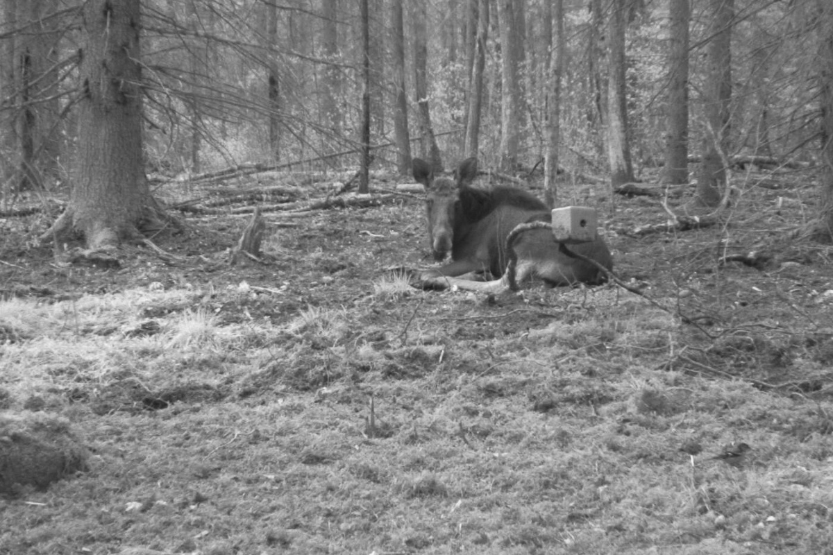 Noor põdrapull vaatas kaameraesise üle. Varahommikust linnukontserti arvas paremaks ka maas lesides nautida.