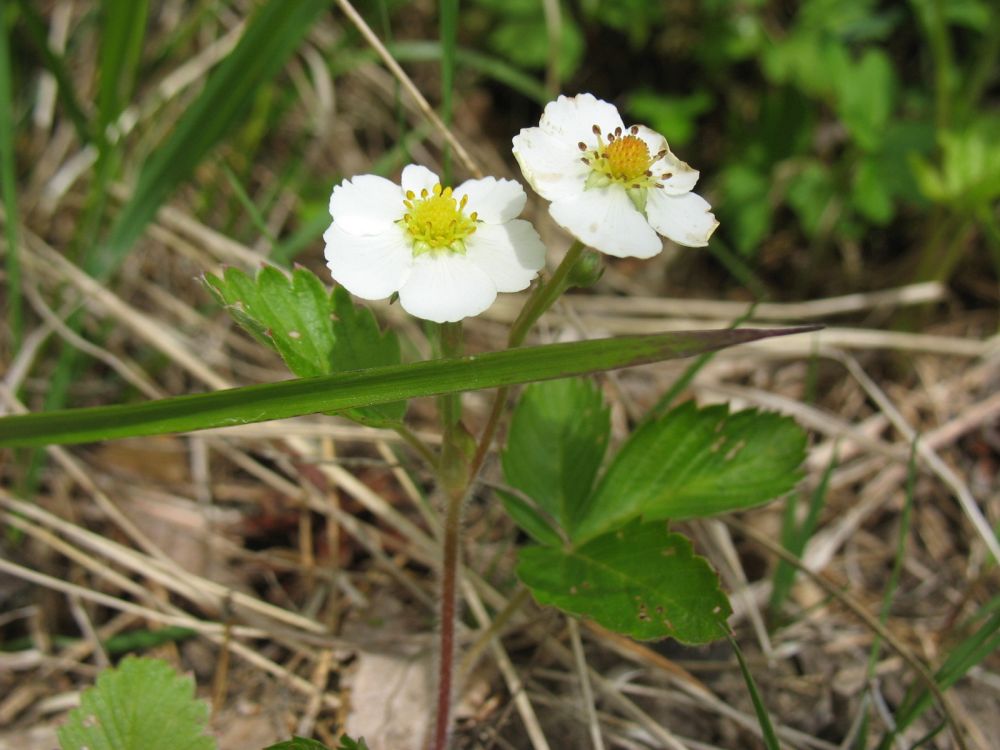Metsmaasikas 