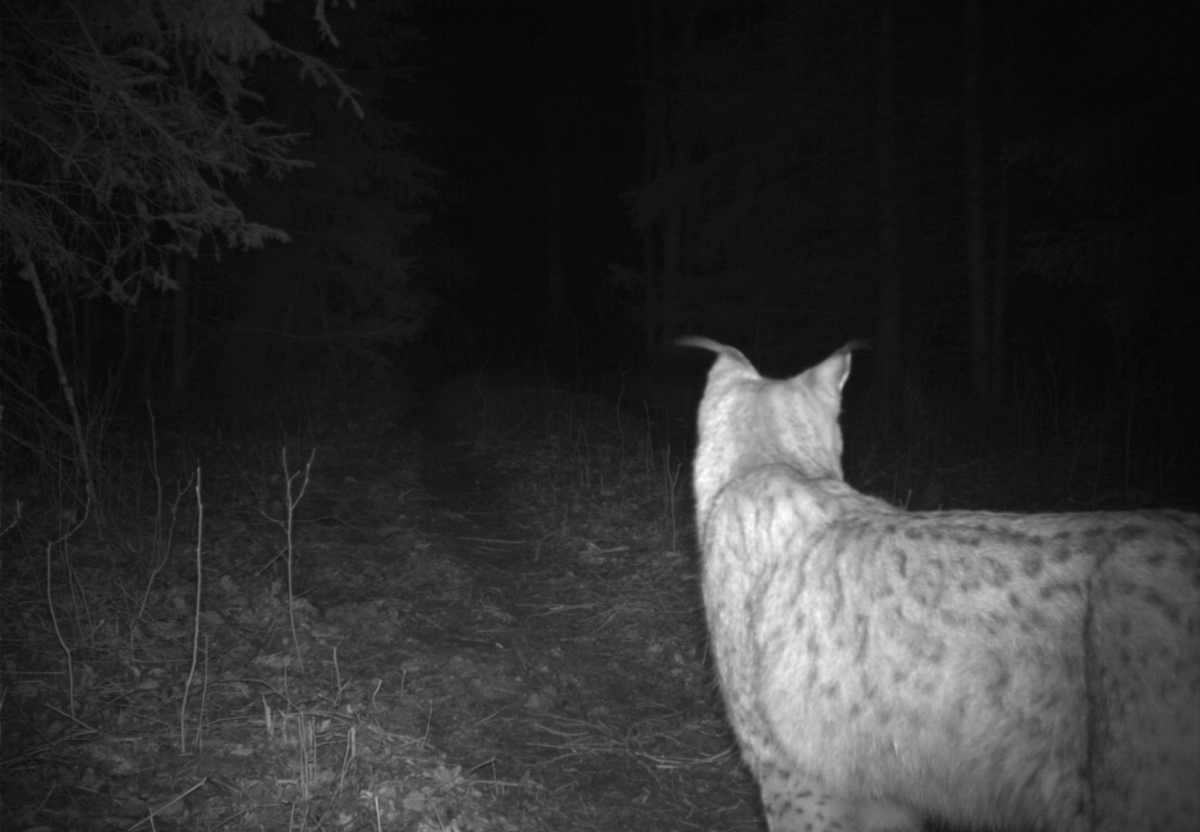 ilves