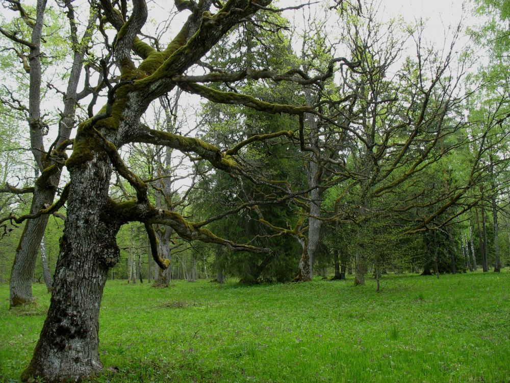 Rava tammik on parkmets. See tammik oli varem hiis; hiljem mõisapark; 1936. a võeti tammik looduskaitse alla; ta on pärandkultuuri objekt: metsastunud mõisapark; vääriselupaik; kaks kaitseala: Rava maastikukaitseala ja Ravametsa looduskaitseala; Rava loodusala „vanad laialehised metsad“; üldplaneeringus väärtuslik maastik ja metsad. Aga metsamaa puistute kirjeldustes arenguklass „küps mets“, peapuuliik „kask“ jt puistu takseeritud andmed, puistu kirjes eelpool nimetatud fakte ei näidata (need on eraldi kaardikihtidelt leitavad); maa sihtotstarve: nii kaitsealune maa kui ka maatulundusmaa kuigi mõlemad asuvad sihtkaitsevööndis