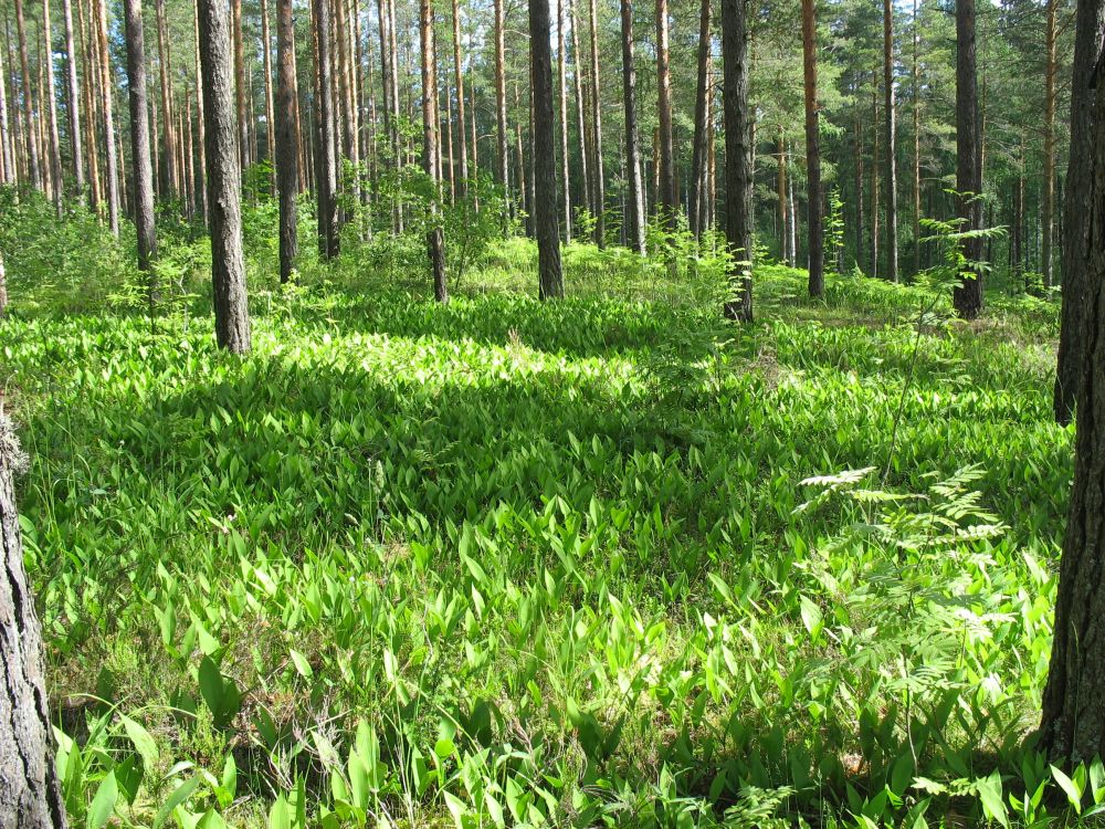Puhkeväärtused on kaitstud Kurtna järvederikas mõhnastikus, maikelluke palumännikus