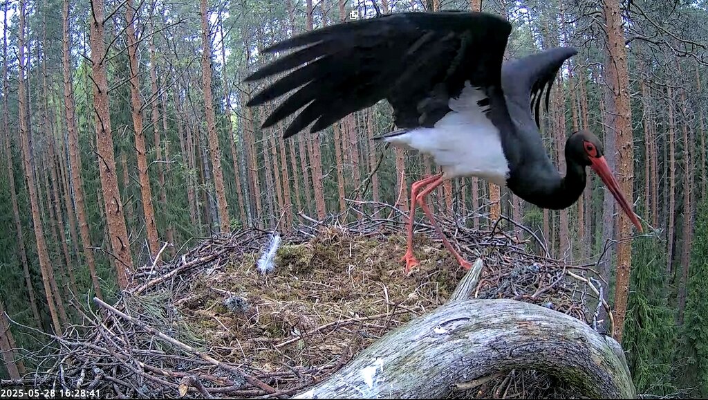 Üksik isalind Karula pesalt lahkumas 28. mail