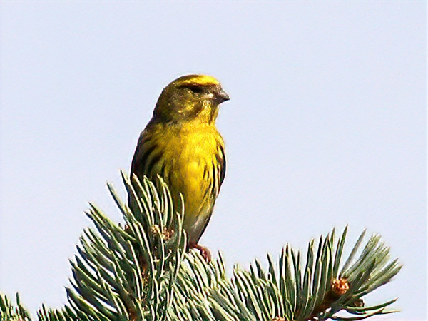 Koldvint