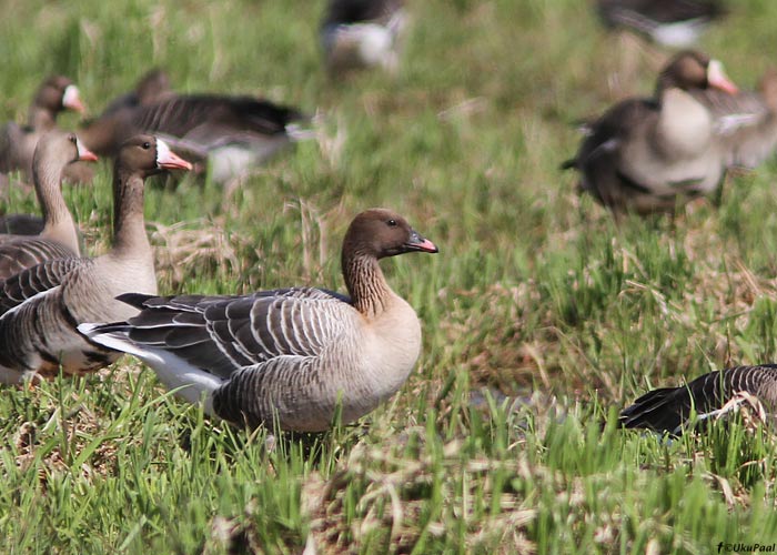 Lühinokk-hani, 30.04.2011 Aardla polder, Tartumaa