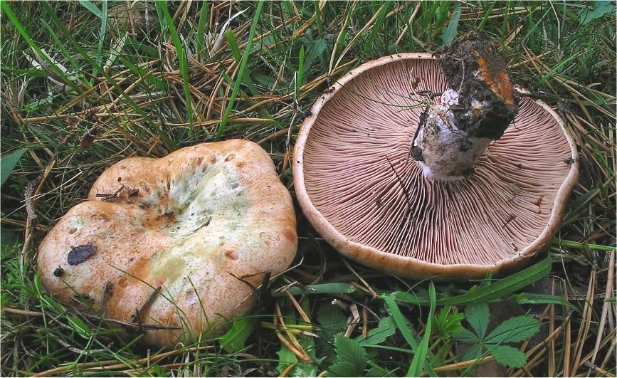 Veririisikas