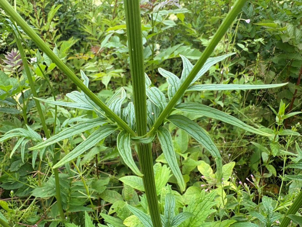 Palderjani leherosett