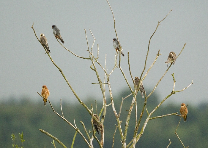 Punajalg-pistrikud. 18.08.2010, Pikla, Pärnumaa. Korraga peatus Piklas 20 punajalg-pistrikku. Sellele fotole mahtus 8 isendit - ülal keskel on kaks tumehalli isaslindu, mõlemas servas all on punaruuge alapoolega emaslind. Ülejäänud neli on noorlinnud.