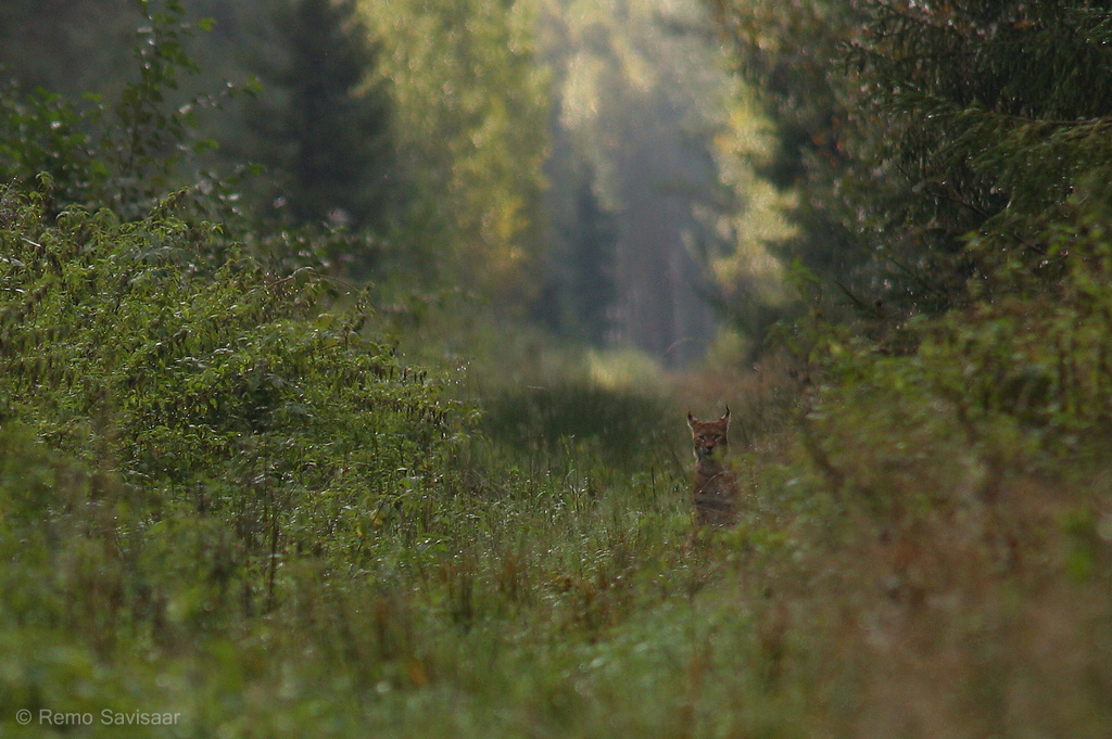 ilves