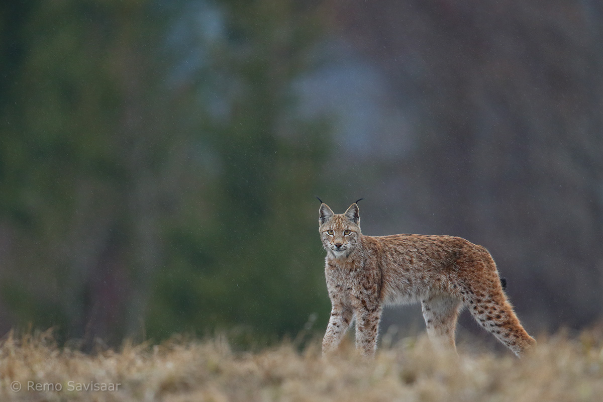 ilves