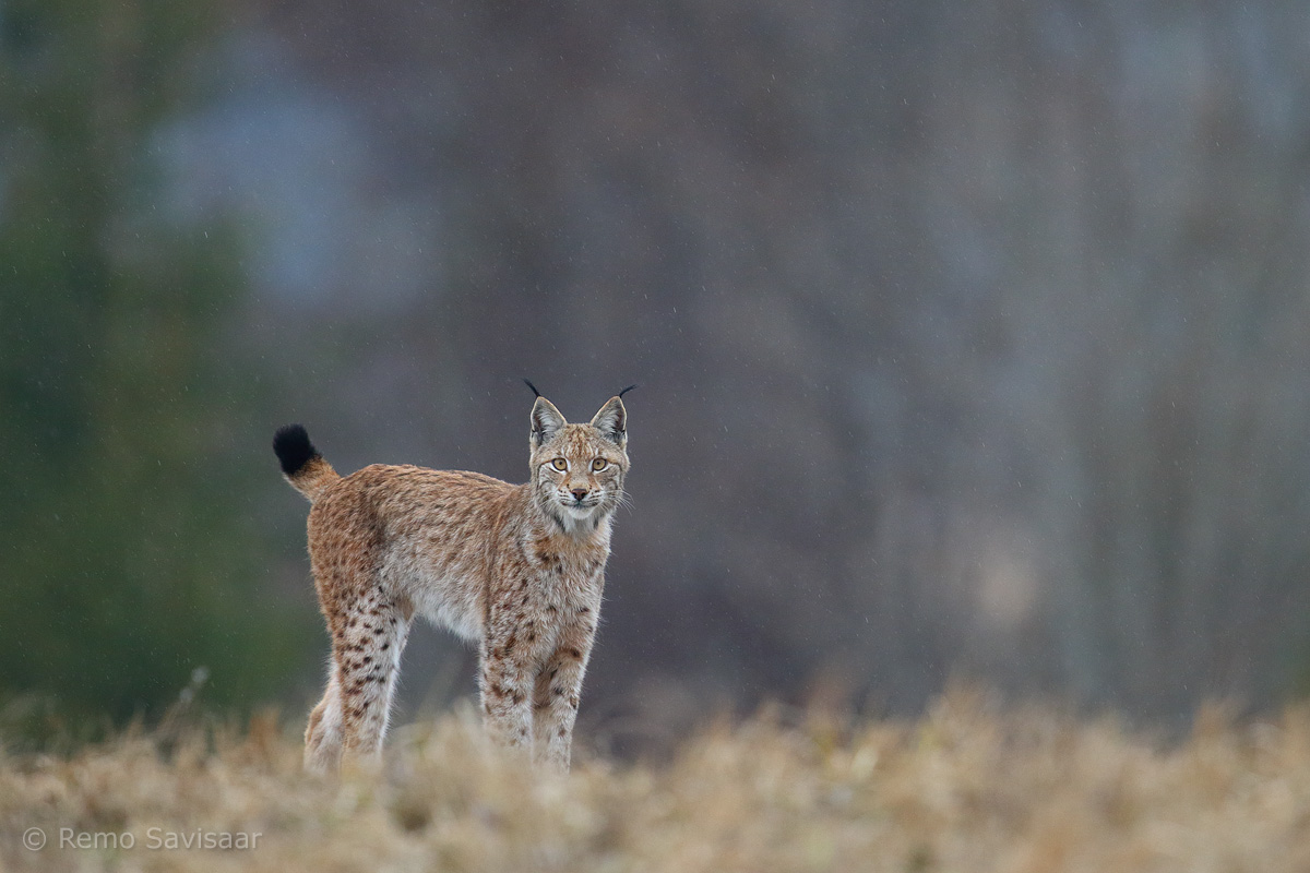 ilves