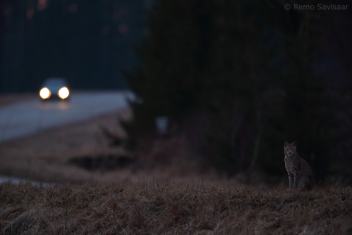 ilves ja auto