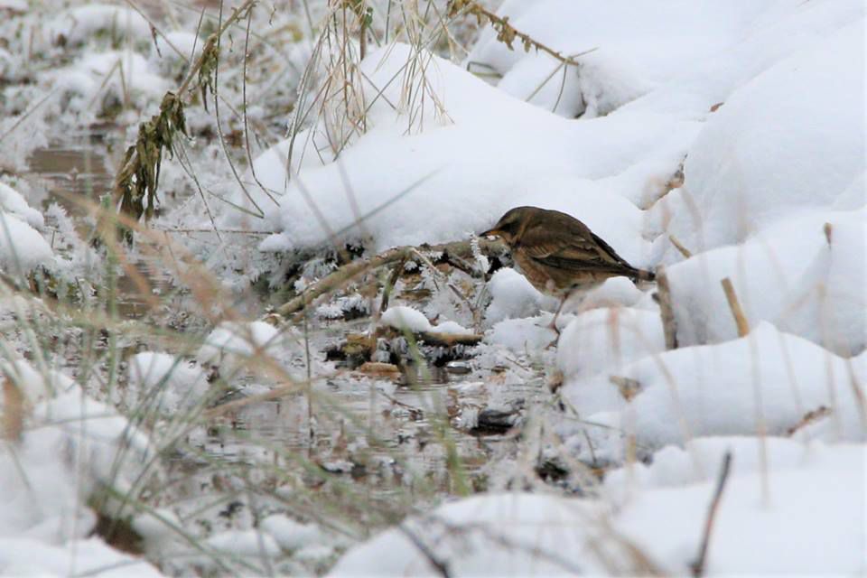 Ruskerästas Tartumaal Savka külas 15.02.2018