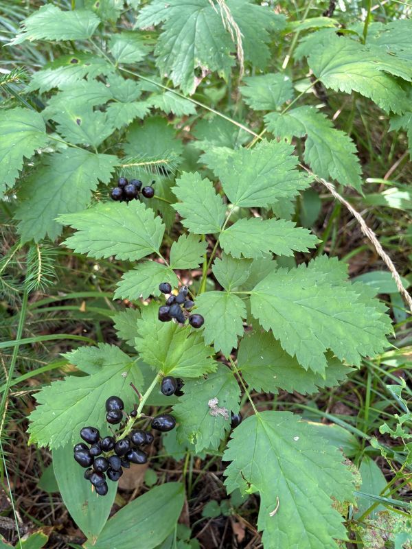 Salu-siumarja taim