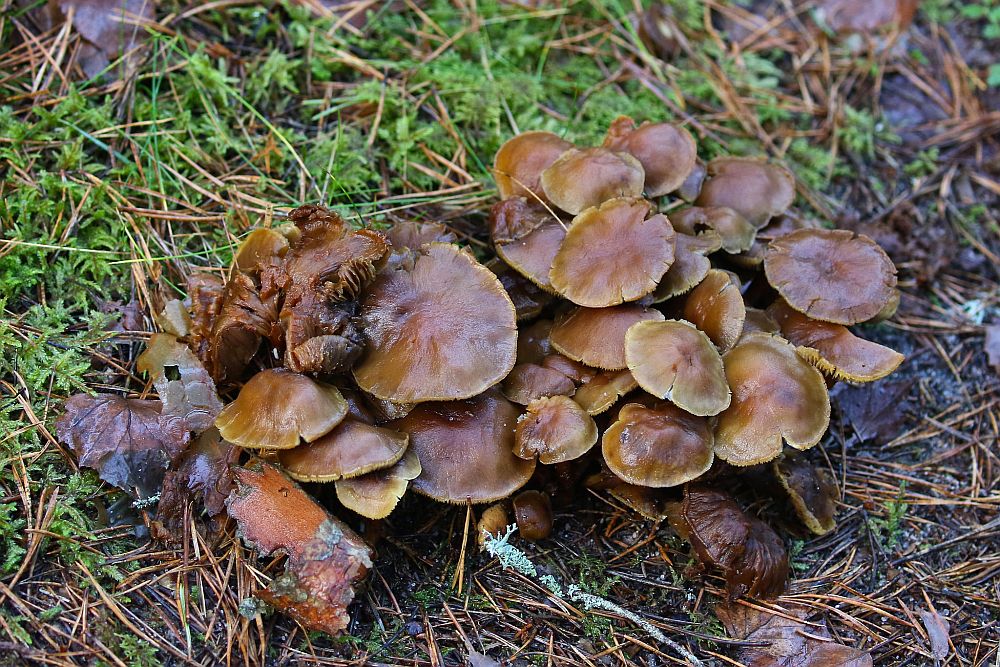  ja seenigi leidub metsas